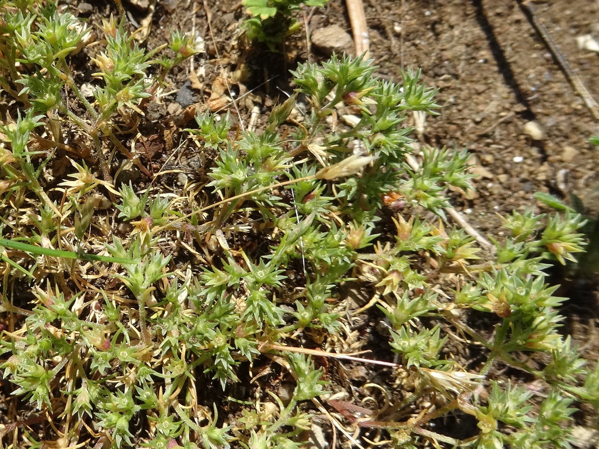 Scleranthus annuus subsp. annuus (Caryophyllaceae)